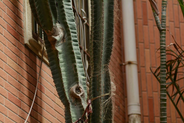 Pěti patrový vysoký nerozvětvené sloupovitý zvyk kaktus roste na povrchu obytné budovy v městě Xiamen, jihovýchodní čínské provincie Fujian, 16 července 2018 - Fotografie, Obrázek