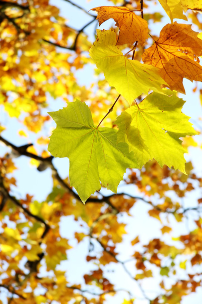 Yellow fall leaves. - Фото, изображение