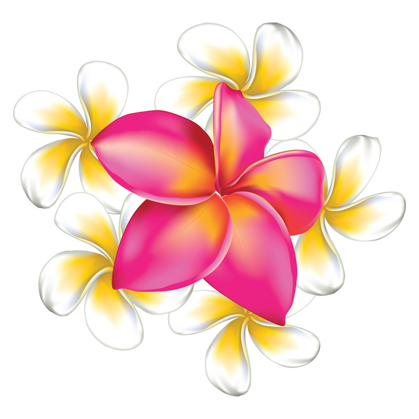 Plumeria květiny - Vektor, obrázek