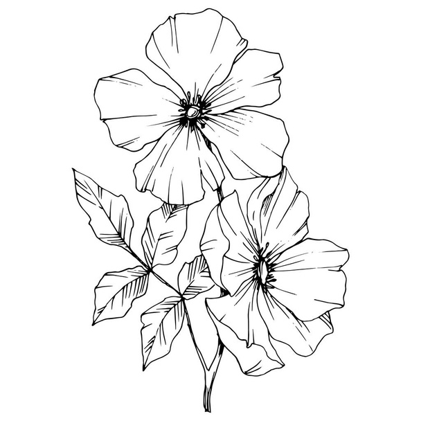 Vector Rosa canina flower. Black and white engraved ink art. Isolated rosa canina illustration element. - Вектор,изображение