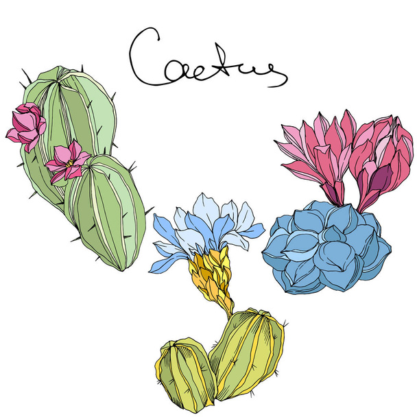 Vektor kaktuszok botanikai virág virág. Zöld és kék tinta vésett art. Elszigetelt kaktuszok ábra elem. - Vektor, kép
