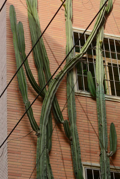 The five-storey-tall unbranched columnar habit cactus grows on the surface of a residential building in Xiamen city, southeast China's Fujian province, 16 July 2018 - Photo, Image