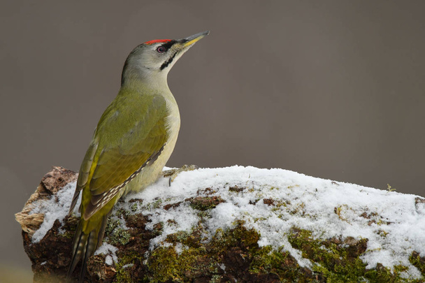 Grey-headed woodpecker / Picus canus - Фото, изображение