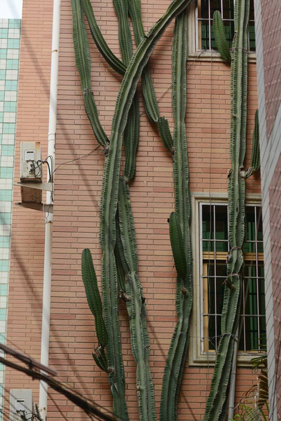 Pięć piętrowy wysoki nierozgałęzionego kolumnowy pokrój Kaktus rośnie na powierzchni budynku mieszkalnego w mieście Xiamen, Chiny południowo-wschodniej prowincji Fujian, 16 lipca 2018 r. - Zdjęcie, obraz