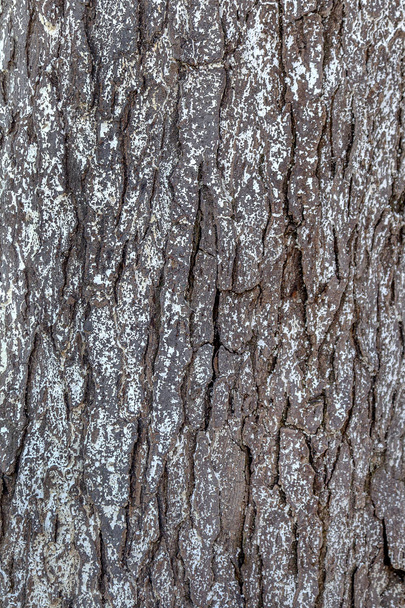 régi sötét fa texture természetes minta fa deszka a csodálatos kreatív retro vintage háttér, a divattervezés - Fotó, kép