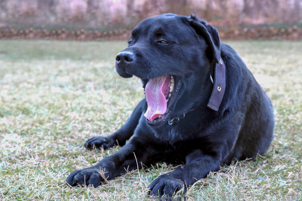 chien labrador noir cadre solitaire dans l'herbe, bâillement montrant se sentent somnolent
 - Photo, image
