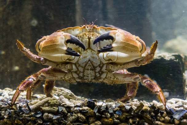 Nahaufnahme einer großen essbaren braunen Krabbe, die über den Grund geht, Meereslebewesen Porträt - Foto, Bild