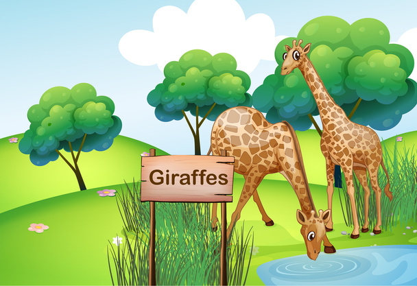 Due giraffe nella foresta con un cartello di legno
 - Vettoriali, immagini