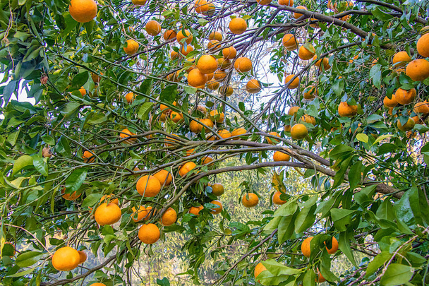 Orangen wachsen am Baum, fertig zum Essen, mit einem Hintergrund aus Blättern und Zweigen - Foto, Bild