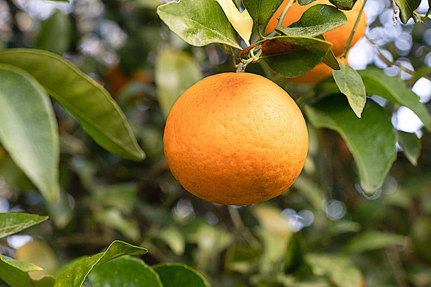 Orange growing on tree, ready for eating, with background of leafs and branches - Photo, Image