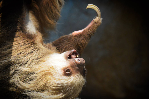 Ленивец, свисающий с ветки
 - Фото, изображение