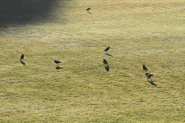 Starling birds wild find food on the green meadow at sunrise, lovely of wild life - Photo, Image