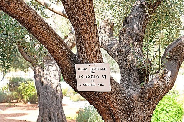 Drzewo oliwne w Getsemani, obsadzone przez papieża Pawła Vi, podczas wizyty w 1964 roku Jerozolima, Izrael - Zdjęcie, obraz