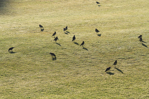 Starling birds wild find food on the green meadow at sunrise, lovely of wild life - Photo, Image