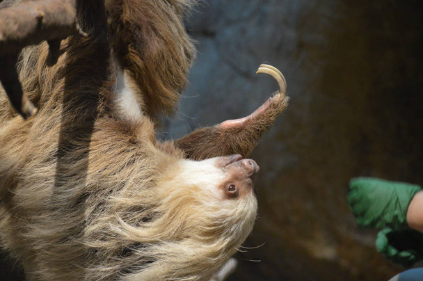 Sloth roikkuu oksalla
 - Valokuva, kuva