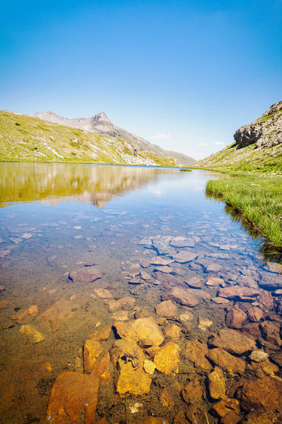 лягушка, погруженная в альпийский пруд
 - Фото, изображение
