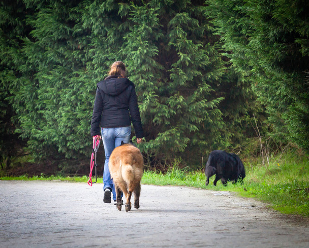 Vista posteriore di una giovane donna dai capelli castano chiaro che porta a spasso i suoi cani al parco con i guinzagli in mano. Serra da Estrela cane e un cane nero
. - Foto, immagini