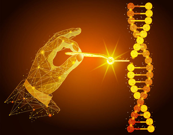 Bassa poli illustrazione della manipolazione del DNA doppia elica con a mani nude, pinzette. un effetto polvere dorata. Filo poligonale da punti e linee, disegno astratto. Illustrazione grafica digitale. Per poster, copertina, etichetta, adesivo, affari
  - Foto, immagini