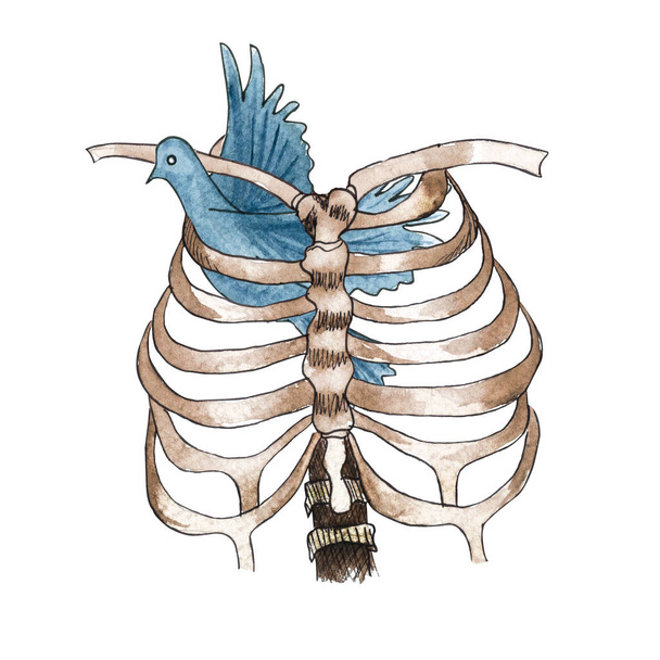 Ακουαρέλα σκελετός στήθος και Περιστέρι κολλήσει στο εσωτερικό. Σύμβολο της αγάπης και της ελευθερίας - Φωτογραφία, εικόνα