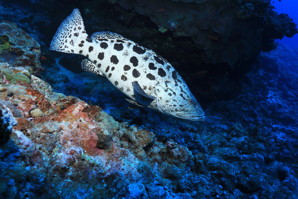 Burgonya sügér hal (Epinephelus tukula) víz alatti, a nagy-korallzátony Ausztráliában - Fotó, kép