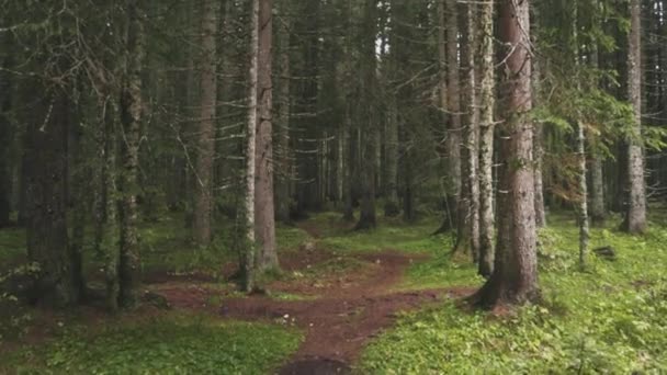 Yeşil çam ormanı. Hisse senedi. İnce gövdeleri çam ağaçlarının arasında orman içinde görüntüleyin. Yoğun yeşil orman içinden geçen patika trodden - Video, Çekim