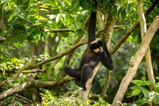Gibbon de mejillas amarillas, Nomascus gabriellae, colgando relajado en un árbol
. - Foto, Imagen