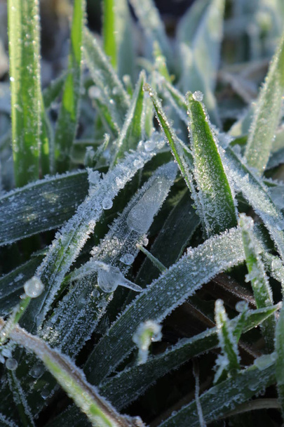 Bevroren dauw druppels op gras. Gouden ochtend en zonovergoten druppels dauw. Frost en de zon in symbiose. Aard van de West-Oekraïne. - Foto, afbeelding