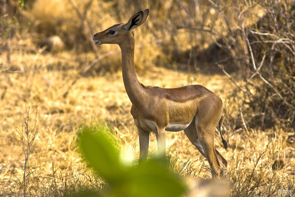 Gazelle près d'un arbre. Samburu, Kenya
. - Photo, image