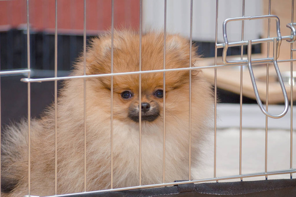 pomeranian puppy is sitting in a aviary and looking - Φωτογραφία, εικόνα
