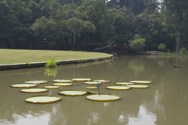 Парк с плавающими водными лилиями Victoria amazonica) в парке в Богорском ботаническом саду на Яве Индонезия Bogor Botanic
 - Фото, изображение