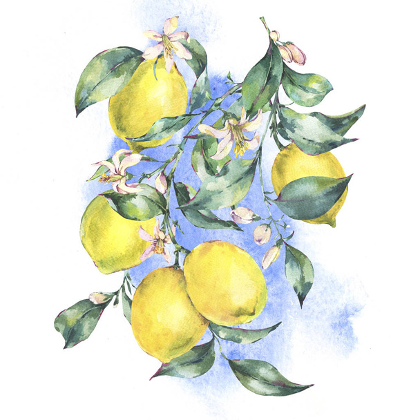 Watercolor vintage greeting card, branch of fresh citrus yellow  - Photo, Image