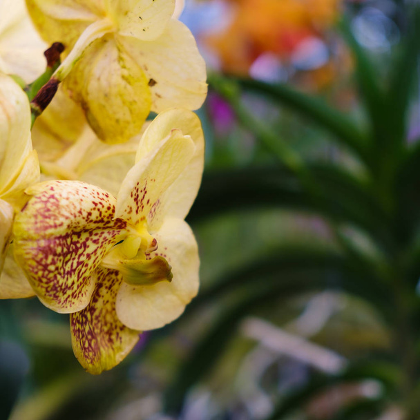 Güzel bir egzotik orkide çiçek görünümünü kapat. - Fotoğraf, Görsel