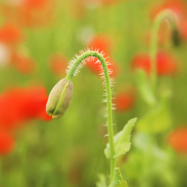Oopium poppy -  Papaver somniferum on the field - Photo, image
