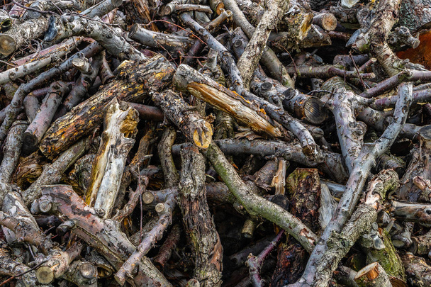 Pile of wood, tree branch or log, - Foto, immagini