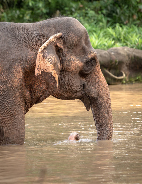 Beautiful old female asian elephant, Elephas maximus, walking in water. - Фото, изображение