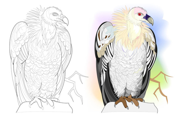 Colorful and black and white page for coloring book. Hand-drawn illustration of funny vulture sitting on a rock. Worksheet for children and adults. Vector cartoon image. - Vettoriali, immagini
