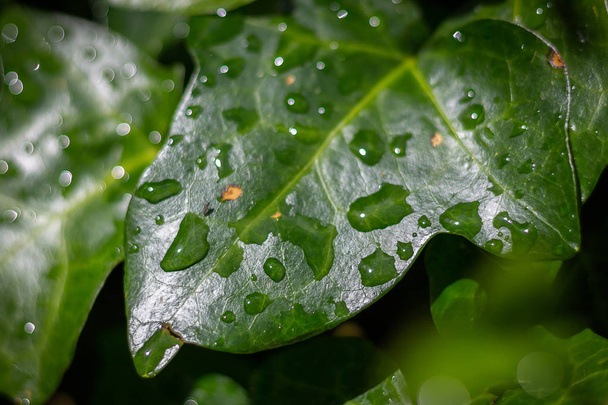 close up of rain drops over a leaf, nature - Photo, Image