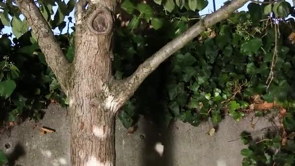 árvore contra uma parede com luz e sombras
 - Filmagem, Vídeo