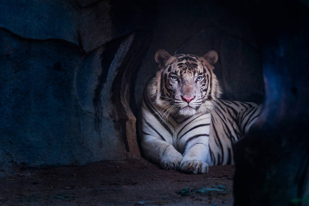 Tigre blanco mirando desde la cueva
 - Foto, imagen