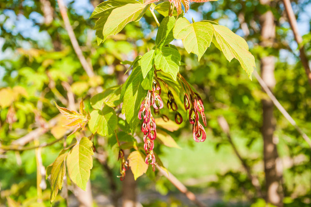 Клён негундо или кленовый пепел. Молодые листья и незрелые семена весной
 - Фото, изображение
