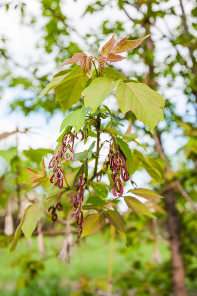 Acer negundo or maple ash. Young leaves and immature seeds in spring - 写真・画像