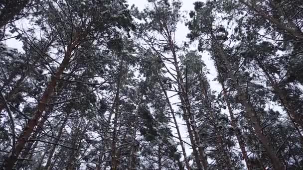 Winter landscape in the forest. Beautiful winter Christmas park. Snow falls from high pines. Slow motion. - Footage, Video
