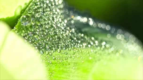 Zielone liście o wczesnym rankiem z kroplami rosy - Materiał filmowy, wideo