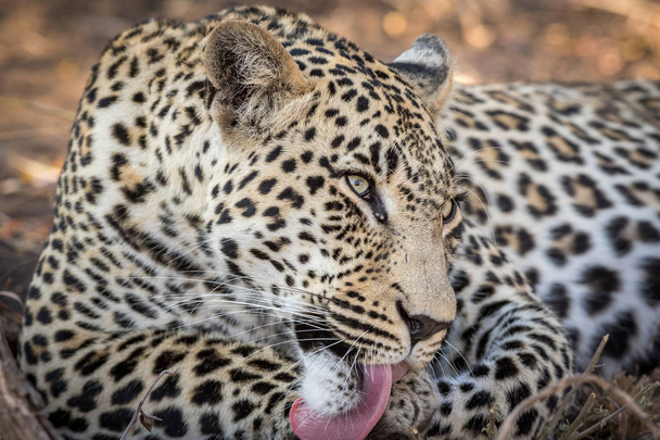 Приголомшливий чоловічий леопард доглядає себе після їжі
. - Фото, зображення