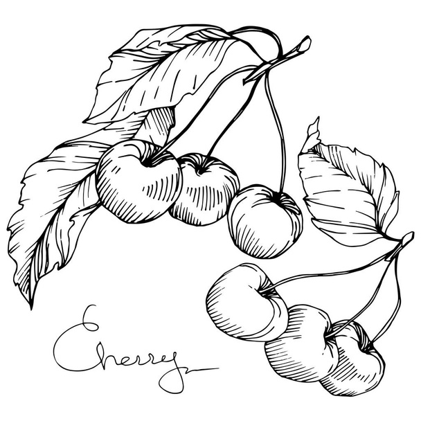 桜の果実をベクトルします。黒と白には、アートが刻まれています。白い背景の上の孤立したベリーの図要素. - ベクター画像