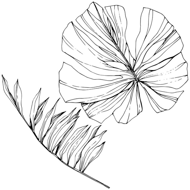 Exotic tropical hawaiian summer. Black and white engraved ink art. Isolated leaf illustration element. - Vecteur, image
