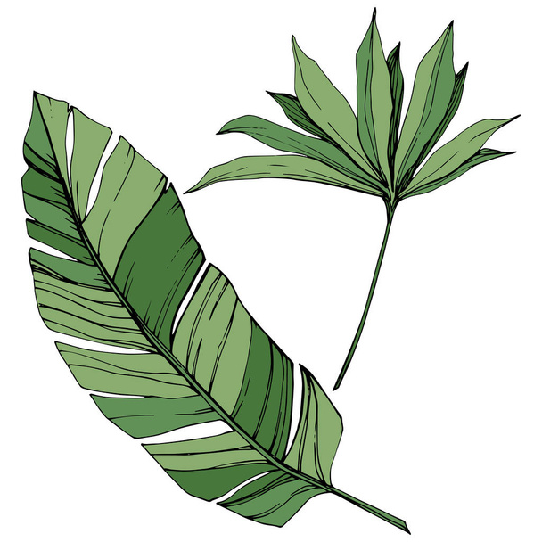 エキゾチックな熱帯のハワイアンの夏。パーム ビーチの木のジャングルの植物の葉します。緑の刻まれたインク アート。葉植物植物園花葉。孤立した葉の図要素. - ベクター画像