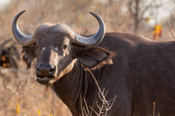Porträt der jungen Kap-Büffel-Kuh beim Kauen. - Foto, Bild