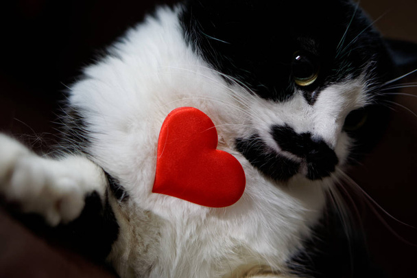 Lustige Katze mit Herz und gratuliert zum Valentinstag. Liebe und Beziehung. Nahaufnahme.            - Foto, Bild
