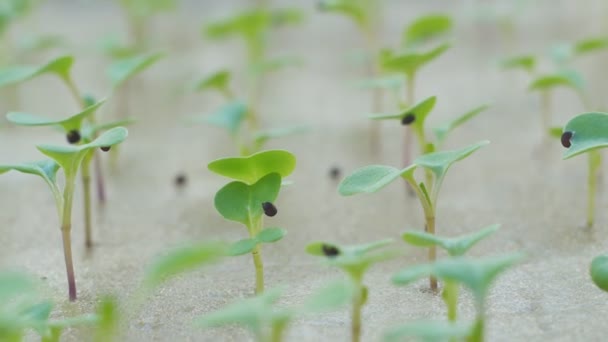 新鮮な水耕栽培、サラダ野菜水耕栽培 - 映像、動画